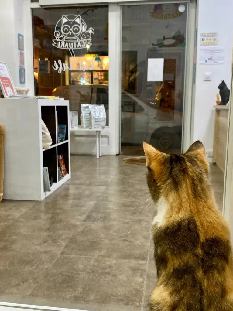 Interior del cat Café al barri de Gràcia